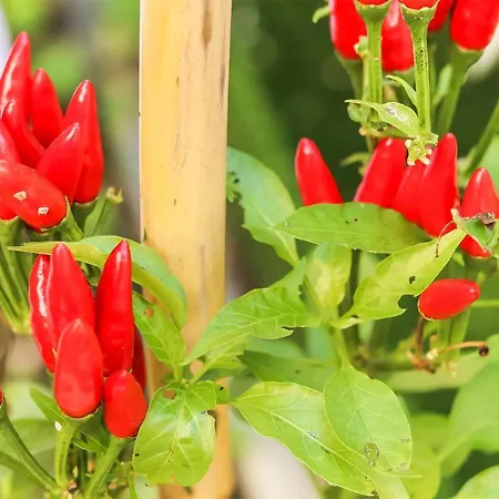 Portucale ! Moscavide Casa Branca W/ Terrace Apartamento